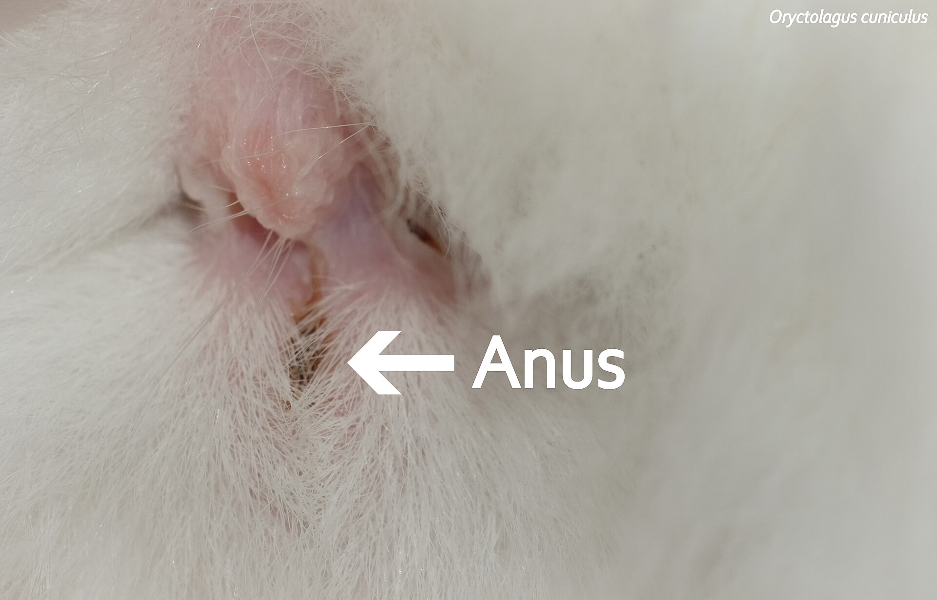 anal