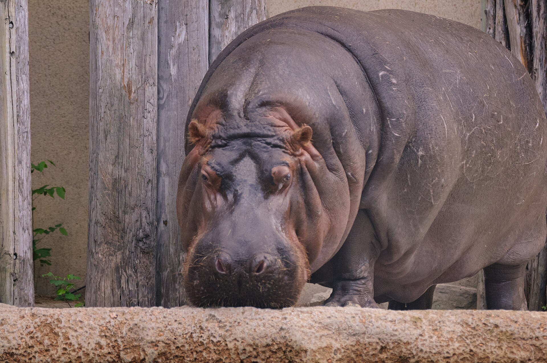 fat ass
