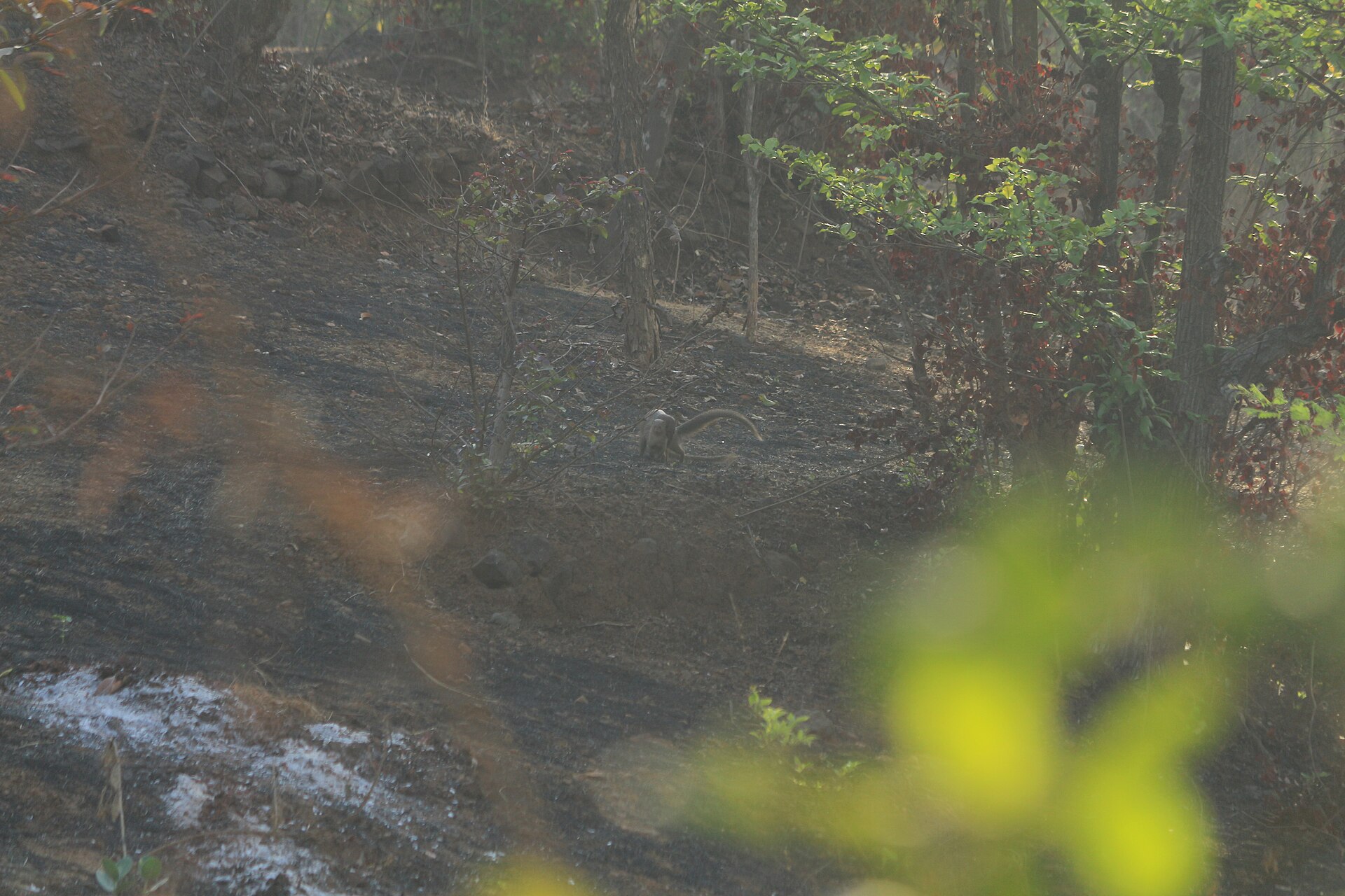 sex